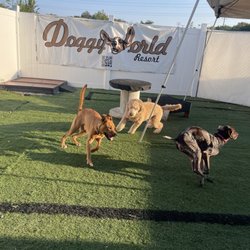 Doggyworld Resort