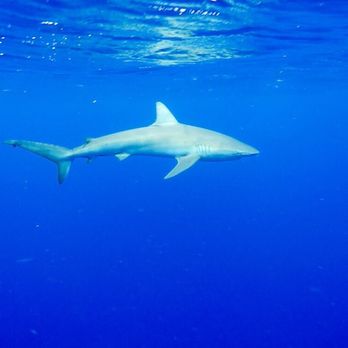 One Ocean Diving - Sharks cruising by! - Free Diving Near Me - Haleiwa, Hawaii One Ocean Diving - Sharks cruising by! - Free Diving Near Me - Haleiwa, Hawaii