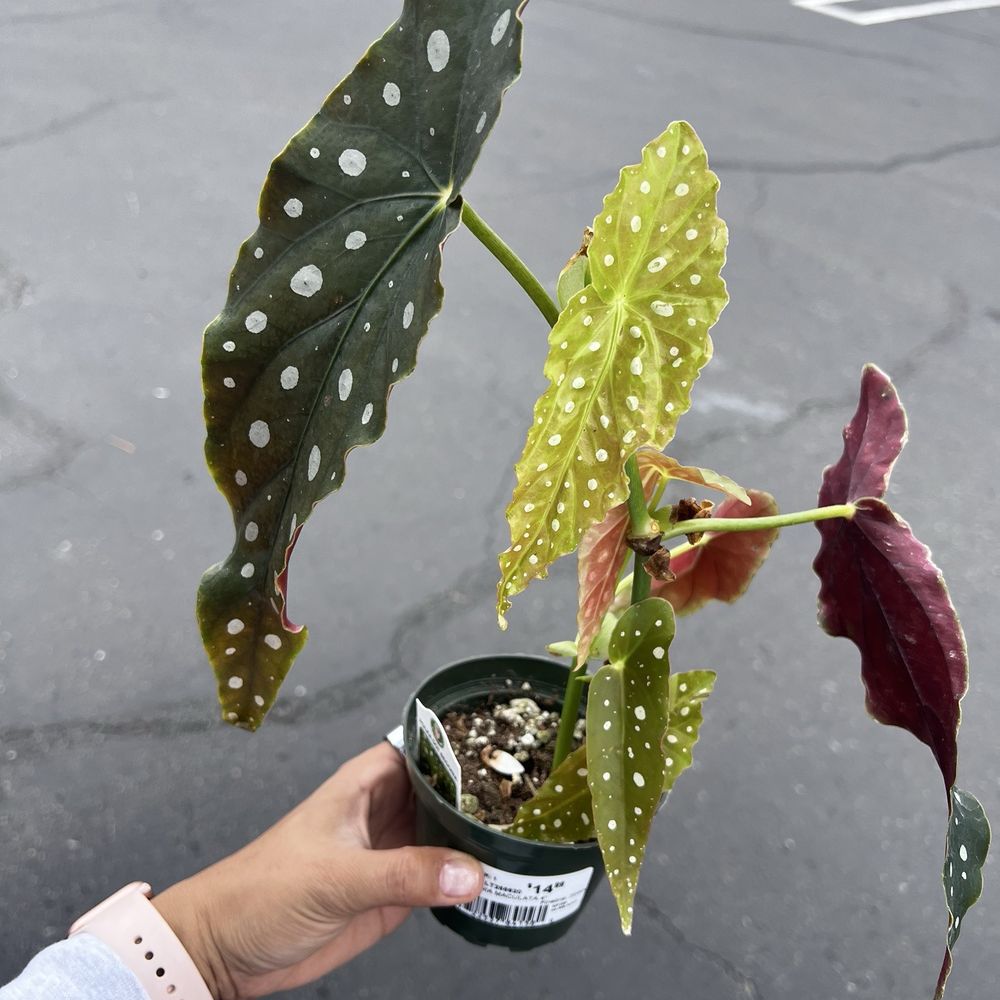 Armstrong Garden Centers - Begonia polka dot - Nurseries & Gardening Near Me - San Diego, California Armstrong Garden Centers - Begonia polka dot - Nurseries & Gardening Near Me - San Diego, California