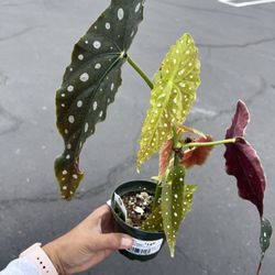 Armstrong Garden Centers - Begonia polka dot