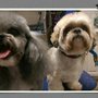 Libby's Grooming and Spaw