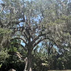 Bulow Creek State Park - Over 2000 years old. Sign explaining history