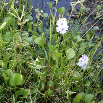 WHITE KITCHEN NATURE PRESERVE - Updated August 2025 - Slidell ...