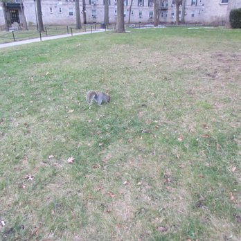 Boulevard Gardens - Beautiful grounds with very tame squirals - Apartments Near Me - Woodside, New York Boulevard Gardens - Beautiful grounds with very tame squirals - Apartments Near Me - Woodside, New York