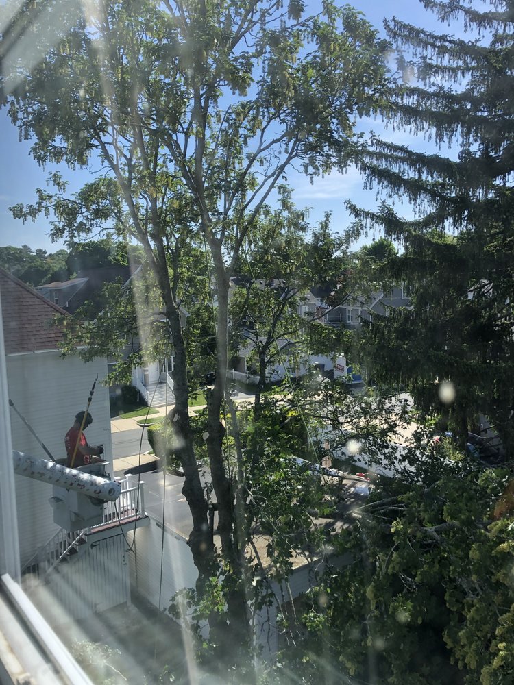 Patriot Tree Service - tree service in Cambridge, MA