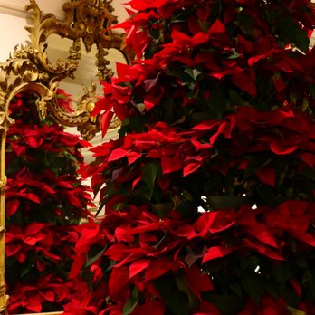 Hawthorne Hotel - Poinsettia tree in lobby - Hotels Near Me - Salem, Massachusetts