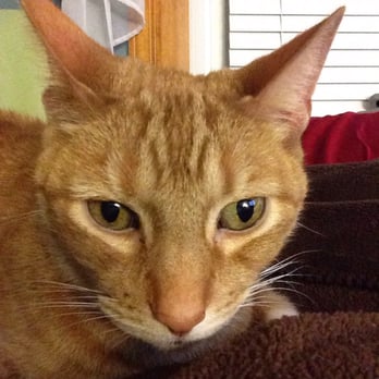 Bark N' Bites - Toast the cat - Pet Stores Near Me - Chicago, Illinois