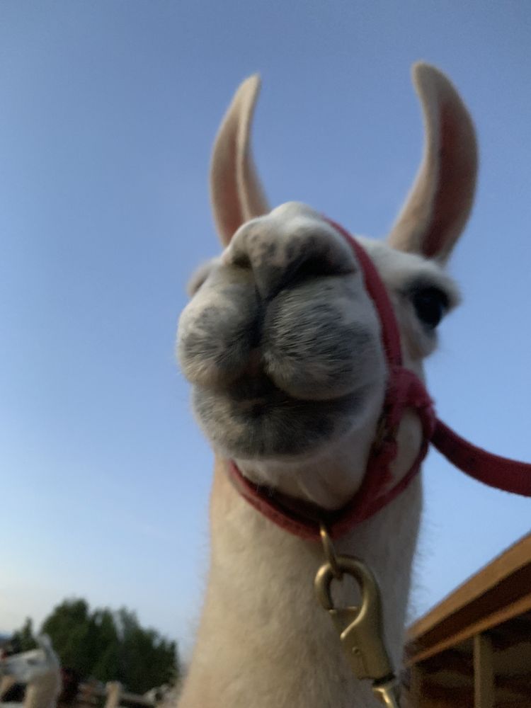 WILDERNESS RIDGE TRAIL LLAMAS Updated September 2024 74 Photos