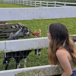 Cute goats and chickens!! Cute goats and chickens!!