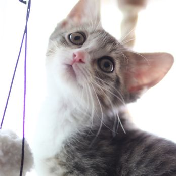 The Rescue Train - Animal Shelters Near Me The Rescue Train - Animal Shelters Near Me