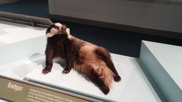 Inverness Museum and Art Gallery by null