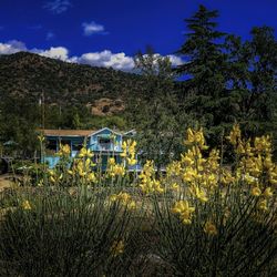 Rio Sierra River Resort - Yellow wildflowers decorate the view of Rio Sierra across the river in springtime