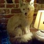 Photo of The Fox