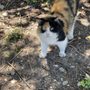 Photo of Your Helping Paws, LLC
