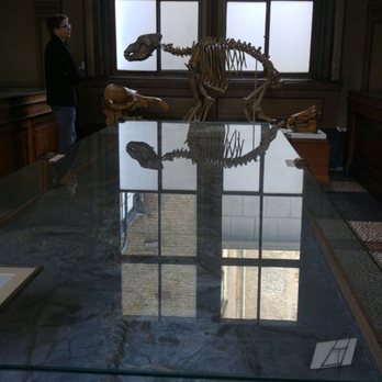 Teylers Museum - Exhibition of fossils - Museums Near Me - Haarlem, New Hampshire