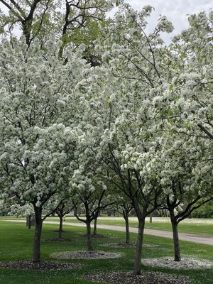 George George Memorial Park by null