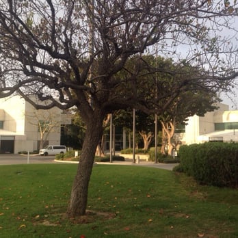 Ventura County Community College District - Ventura County Community College District - Colleges & Universities Near Me - Camarillo, California Ventura County Community College District - Ventura County Community College District - Colleges & Universities Near Me - Camarillo, California