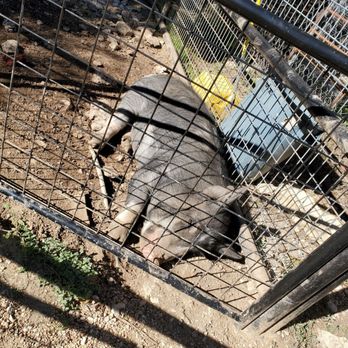 Austin Zoo - Zoos Near Me - Austin, Texas