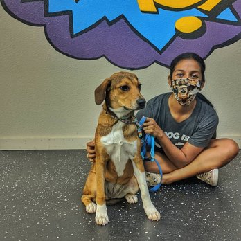 Pup Pup & Away - On Susie's first day of school with her teacher - Pet Training Near Me - San Antonio, Texas Pup Pup & Away - On Susie's first day of school with her teacher - Pet Training Near Me - San Antonio, Texas