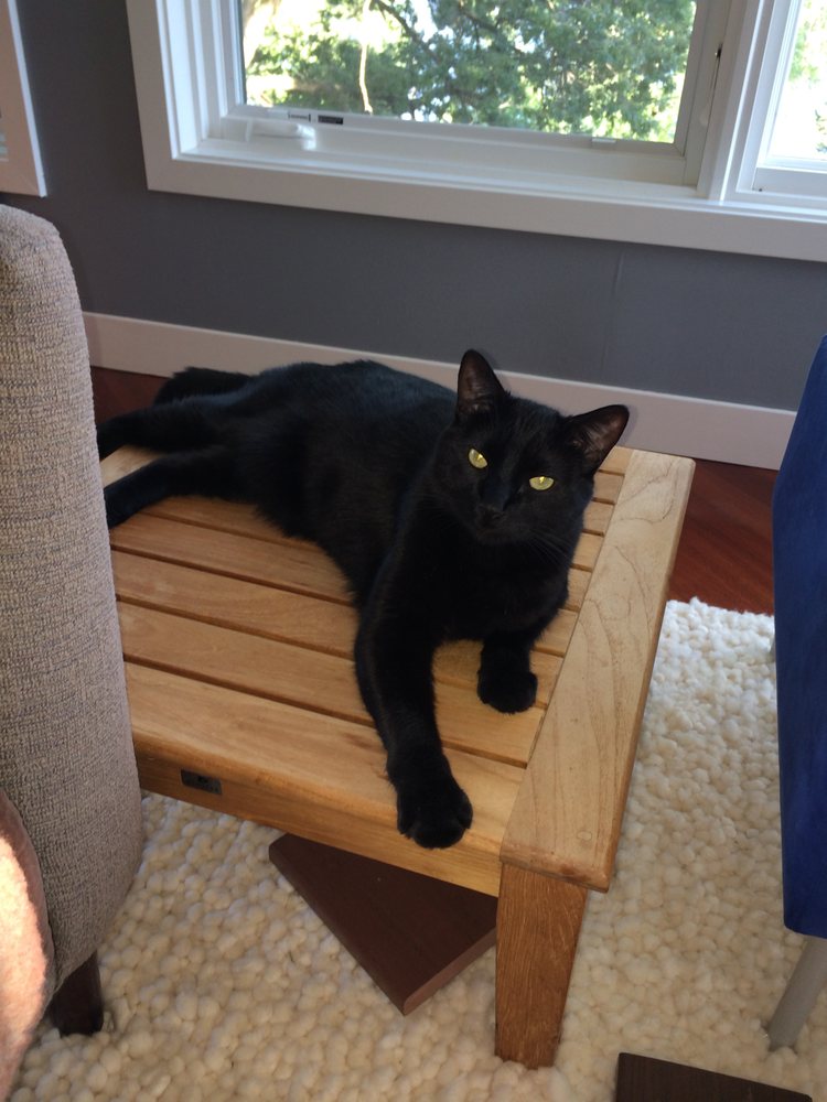 TLC Pet Sitting - pet boarding facility in Minneapolis, MN