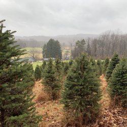 Ruffing’s Tree Farm - Look at those beautiful trees!
