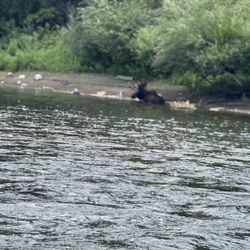 Wiley E. Waters' Whitewater Rafting - Bull moose in Spokane River.