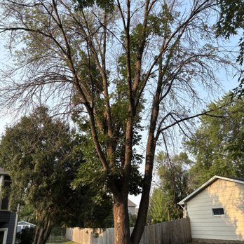 FC Tree Service - Before - Tree Services Near Me FC Tree Service - Before - Tree Services Near Me
