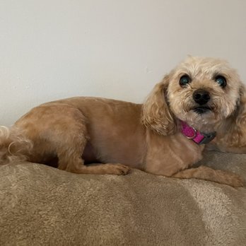 Kayla's Pretty Paws - After! - Pet Groomers Near Me - Lawrence Township, New Jersey Kayla's Pretty Paws - After! - Pet Groomers Near Me - Lawrence Township, New Jersey