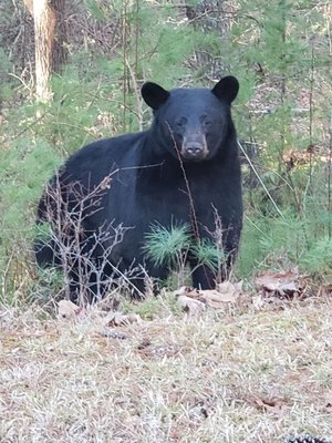 Southern Highland Craft Guild, Biltmore Village by null