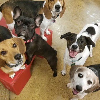 Camp Bow Wow - Pet Sitting Near Me - Memphis, Tennessee