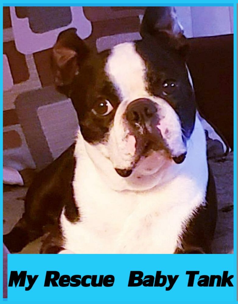 DIXBORO VETERINARY DENTAL & MEDICAL CENTER Updated August 2024 12