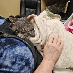 Top Cat & Tails - Please also enjoy this photo of my Beanie Baby being relaxed and loved on by Denise after his bath! Cannot thank these ladies enough