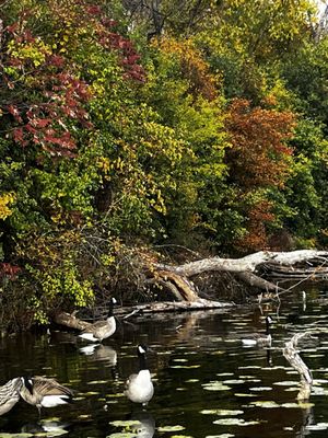 Lake of the Isles Park by null