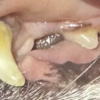 Royal Touch Pet Dental - Before - Holistic Animal Care Near Me