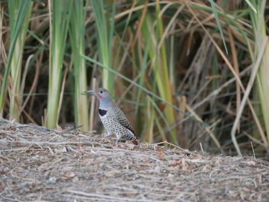 Henderson Bird Viewing Preserve by null