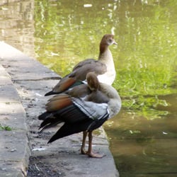 Mittlerer  Teich