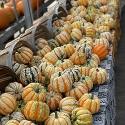 Country farms II - Gourds