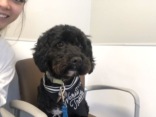 Alona Animal Hospital 1745 W 17th St Santa Ana Ca Veterinarians Mapquest