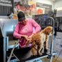 Posh Pet Parlor