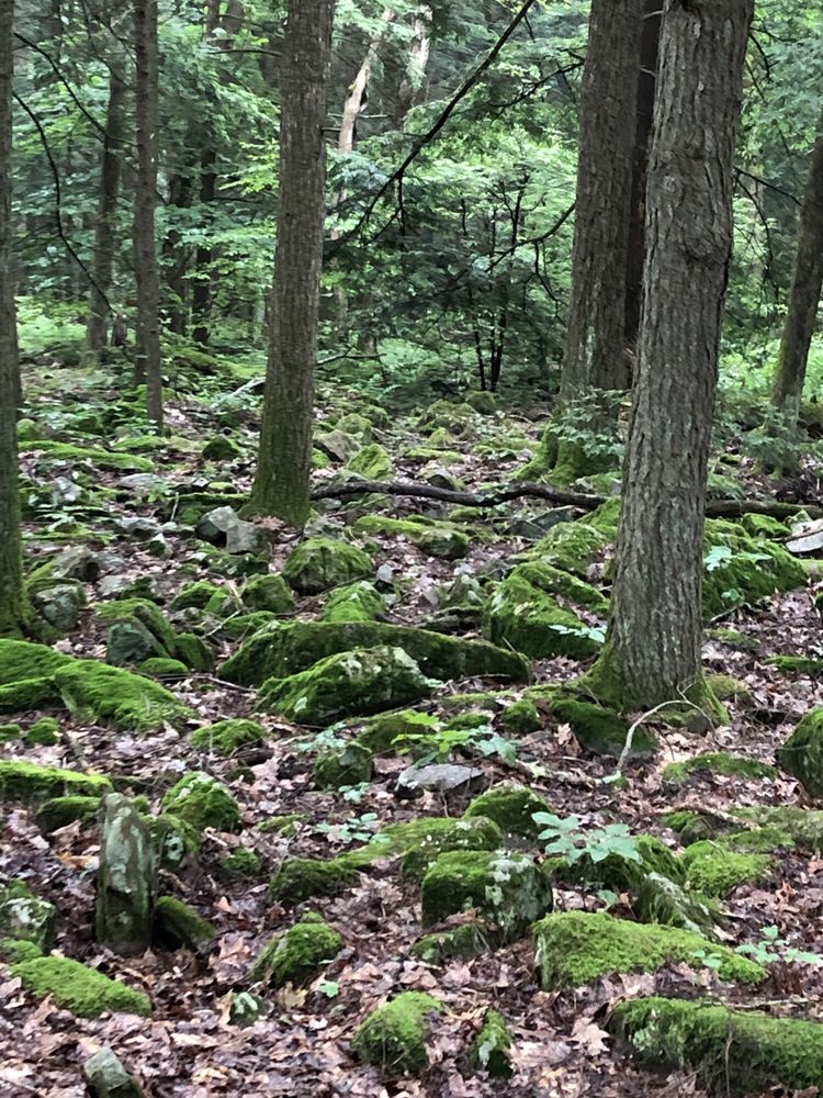 REEDS GAP STATE PARK 16 Photos 1405 New Lancaster Valley Rd, Milroy