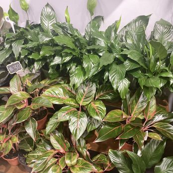 Q Florist - Gorgeous greens - Florists Near Me - New York, New York Q Florist - Gorgeous greens - Florists Near Me - New York, New York