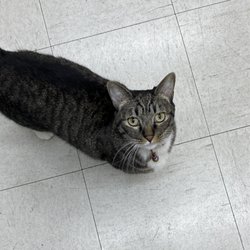 Chinatown Kite Shop - MIMI, bodega/ store cat; 5 years old, female; note: she's SUPER SWEET (12/2023)