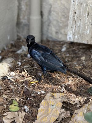 San Antonio River Walk by null