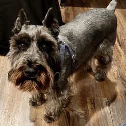 Cedarcrest Animal Hospital - MINI SCHNAUZER - OZZY
