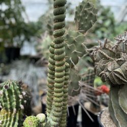 UC Davis Botanical Conservatory
