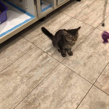Brooklyn Cat Cafe - Active kitty - Pet Adoption Near Me - Brooklyn, New York Brooklyn Cat Cafe - Active kitty - Pet Adoption Near Me - Brooklyn, New York
