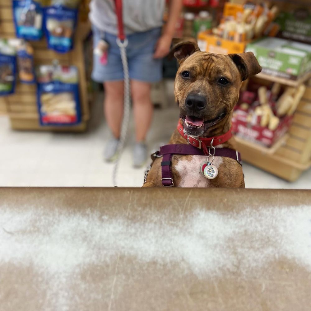 Vinny's Pet Shop Image