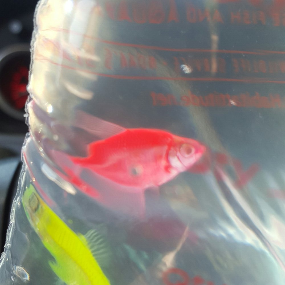 Petco - Glow tetra - Pet Stores Near Me - Burbank, California Petco - Glow tetra - Pet Stores Near Me - Burbank, California