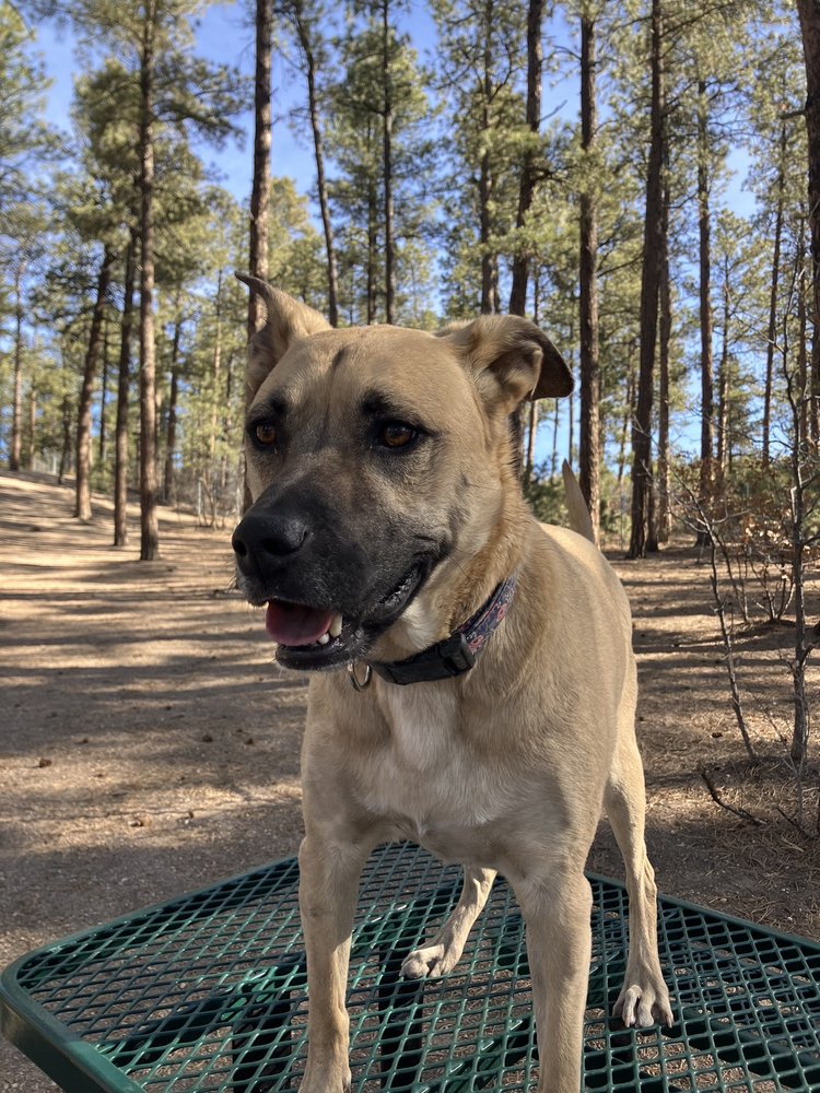 Social spots from Fox Run Dog Park