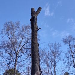 Trees Are Us